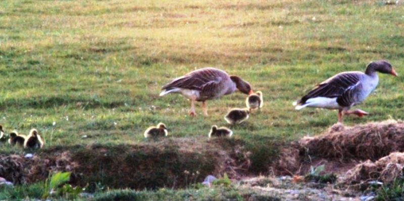 200501 EWGN Goslings