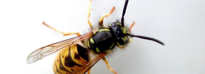 EWGN 2021 10 Focus wasp