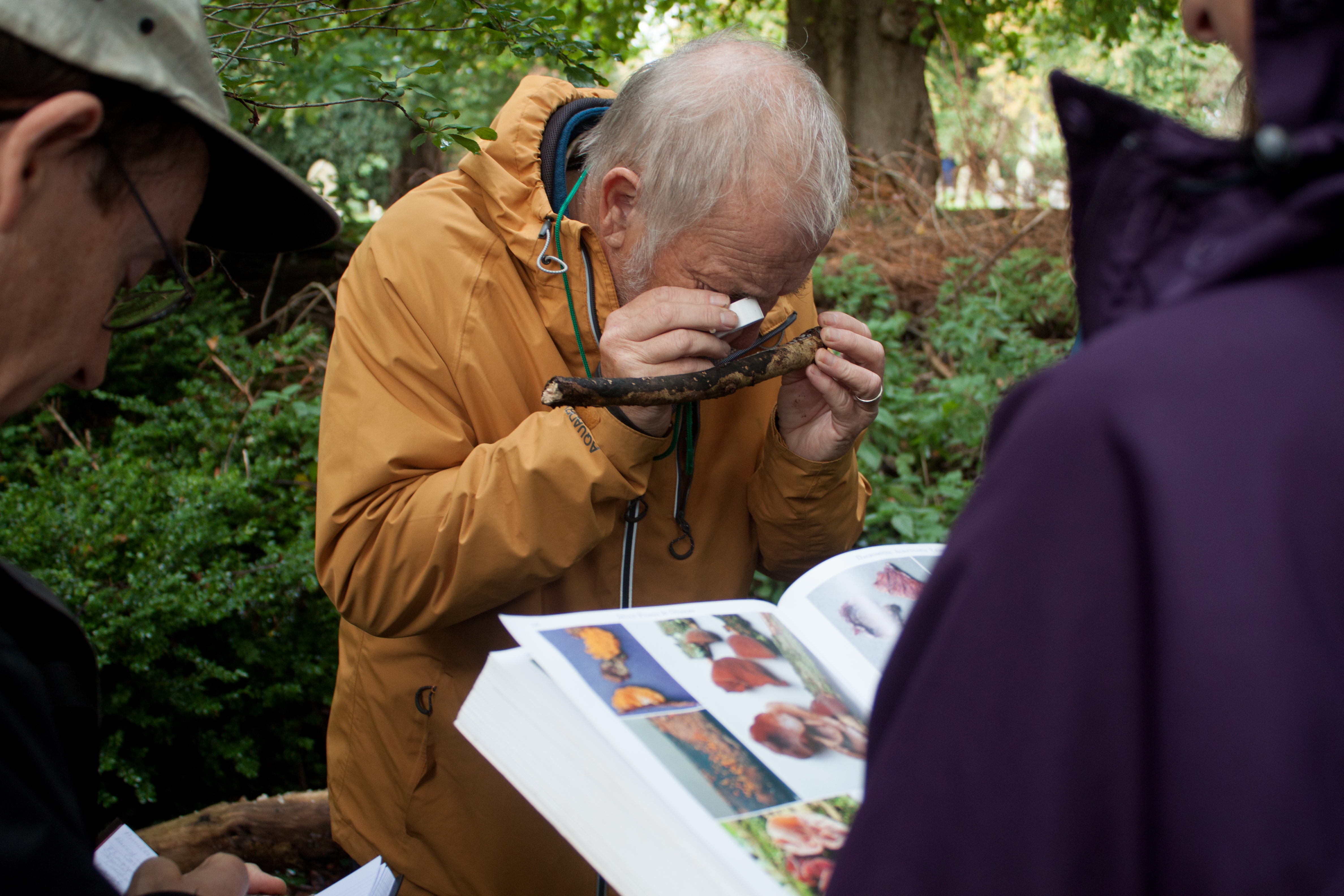 Fungi lens examine