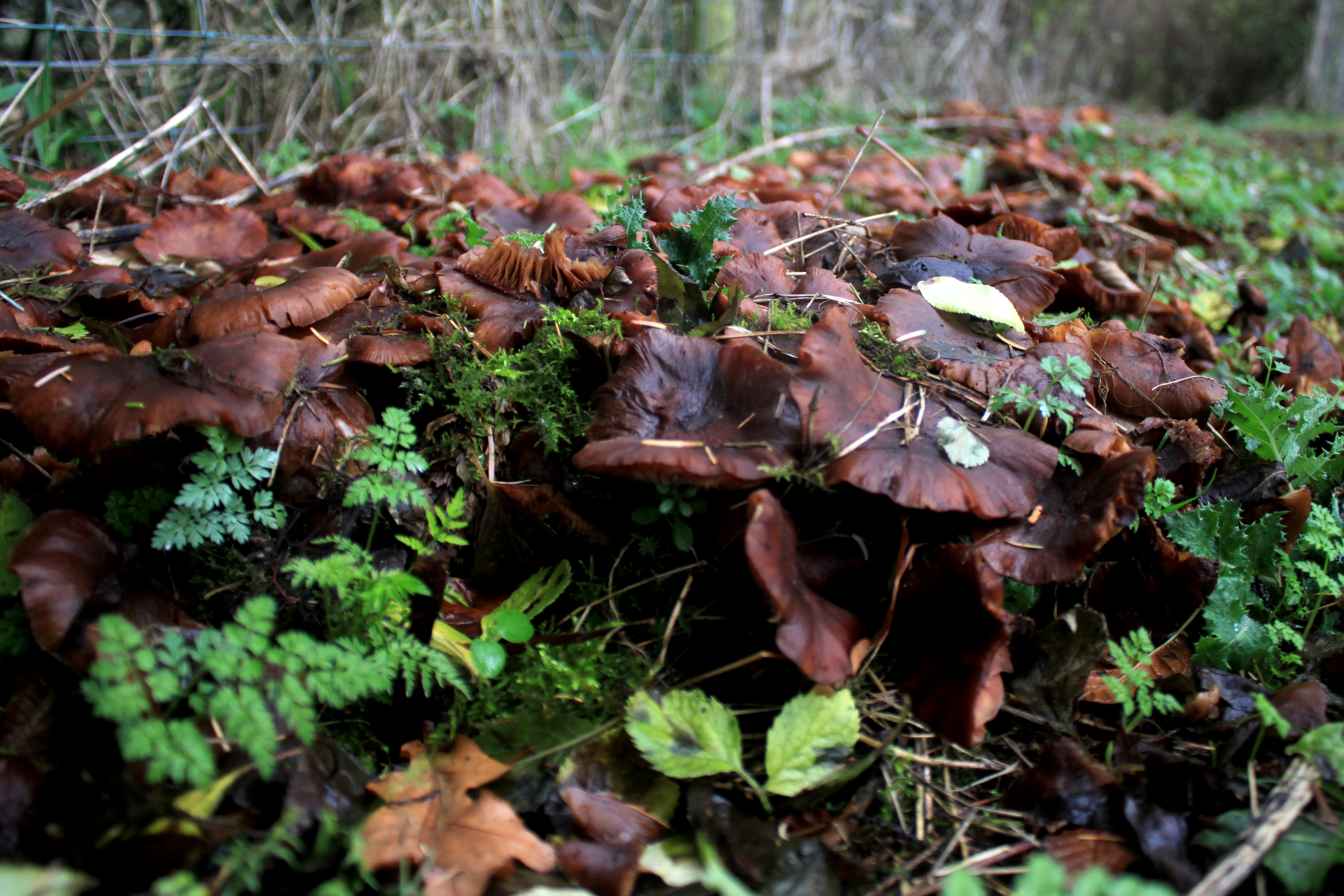 EWGN Fungus poster Honey Fungu