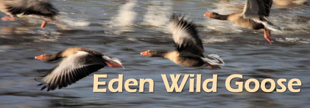 Eden Wild Goose Facebook heade